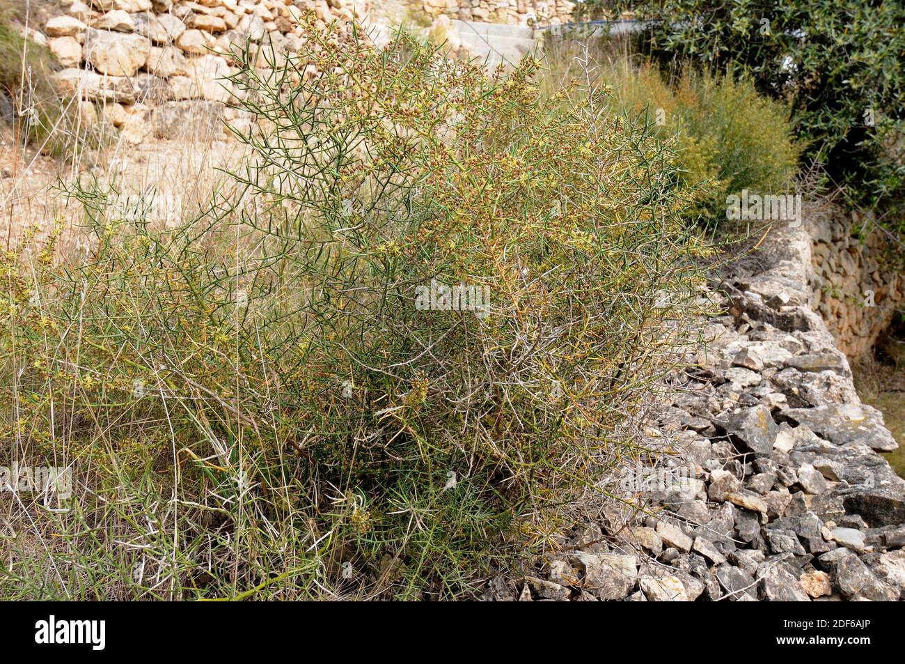 Blühender Spargel (Spargel horridus) ist ein stacheliger Strauch, der in Ostspanien einschließlich der Balearen beheimatet ist. Angiospermen. Asparagaceae. Stockfoto