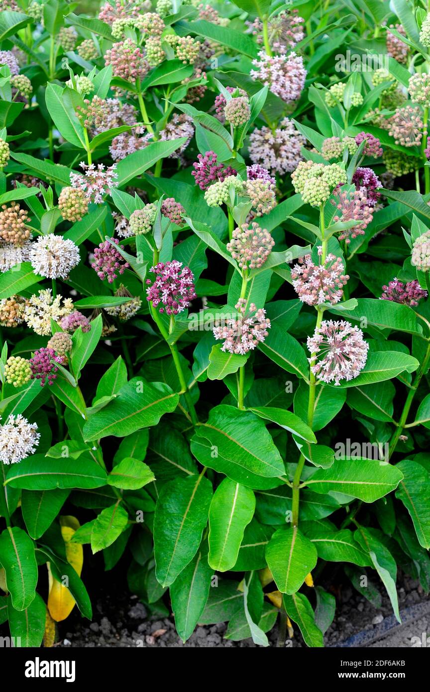 Gewöhnliche seidenpflanze -Fotos und -Bildmaterial in hoher Auflösung –  Alamy