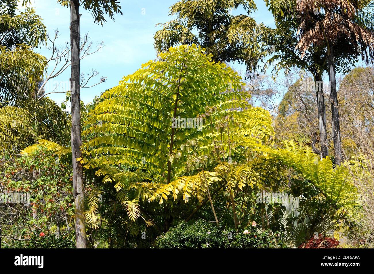 Die Sternschwanzpalme (Caryota mitis) stammt aus Südostasien. Haben sehr große Blätter (mehr 3 m). Angiospermen. Arecaceae. Stockfoto