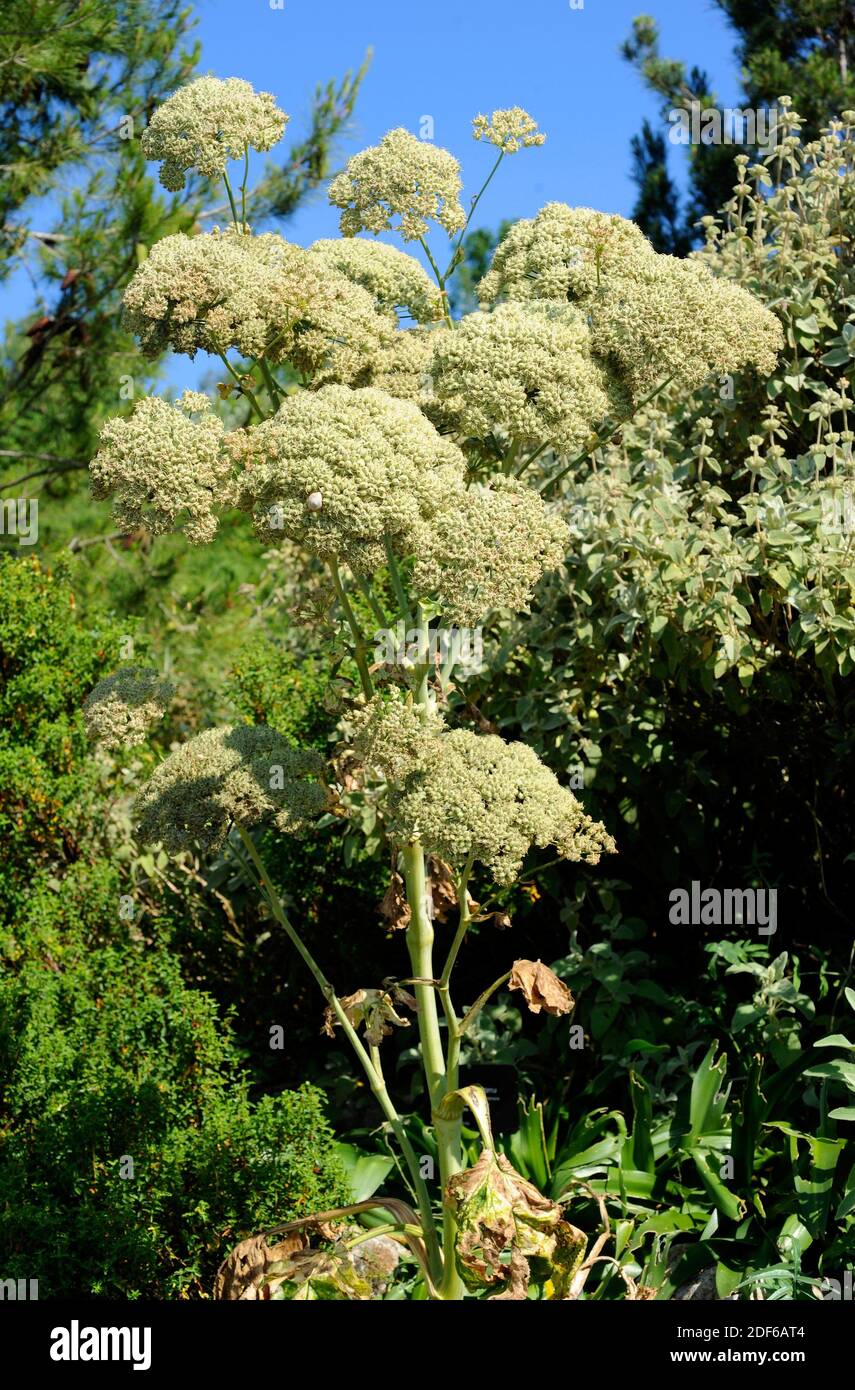 Magydaris pastinacia ist ein mehrjähriges Kraut aus Sizilien und Sardinien. Ist eine endemische Pflanze. Angiospermen. Apiaceae. Sizilien, Italien. Stockfoto