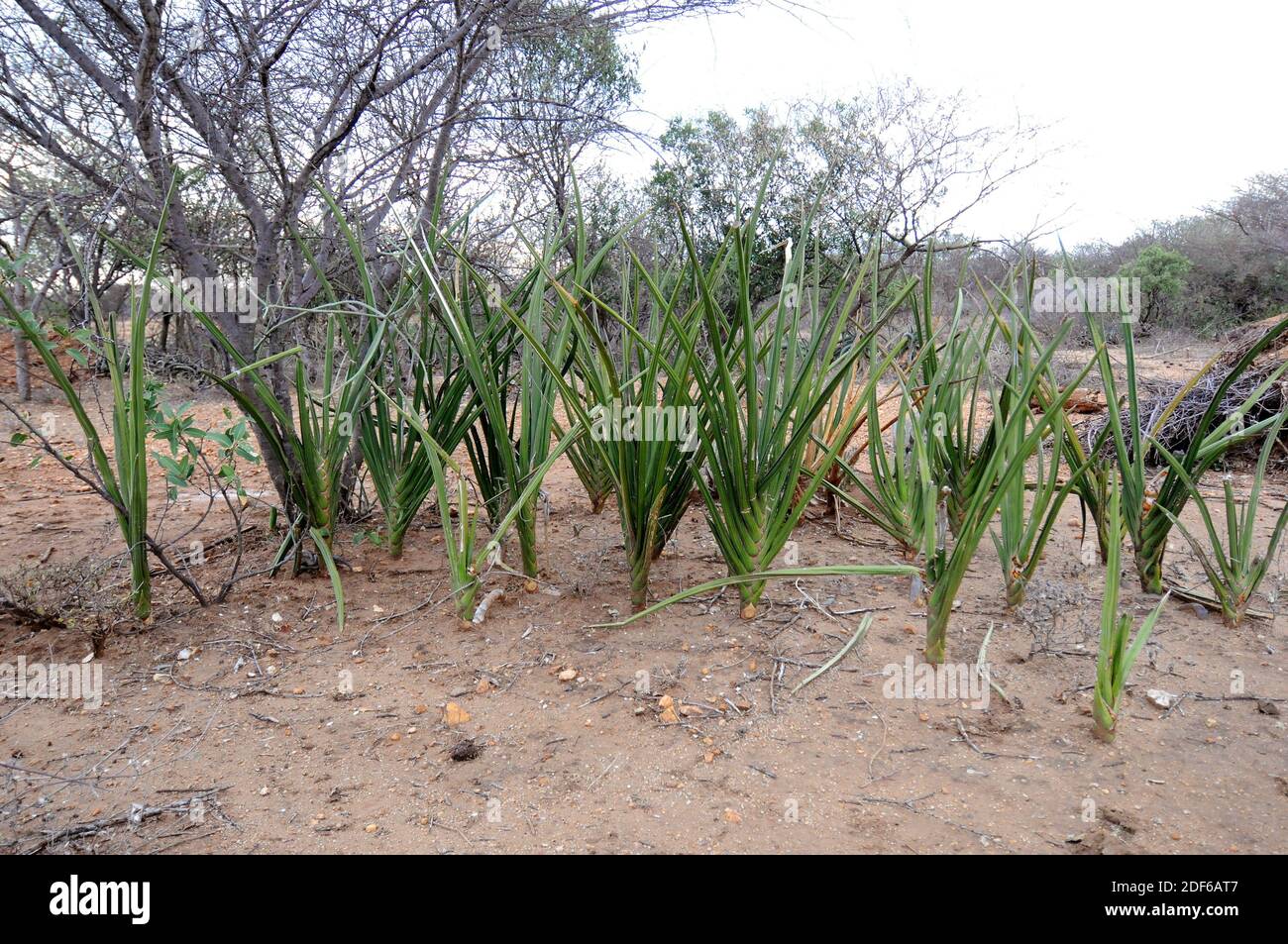 Sansevieria erythraea ist eine mehrjährige Pflanze aus Ostafrika. Angiospermen. Asparagceae. Omo Valley, Äthiopien. Stockfoto