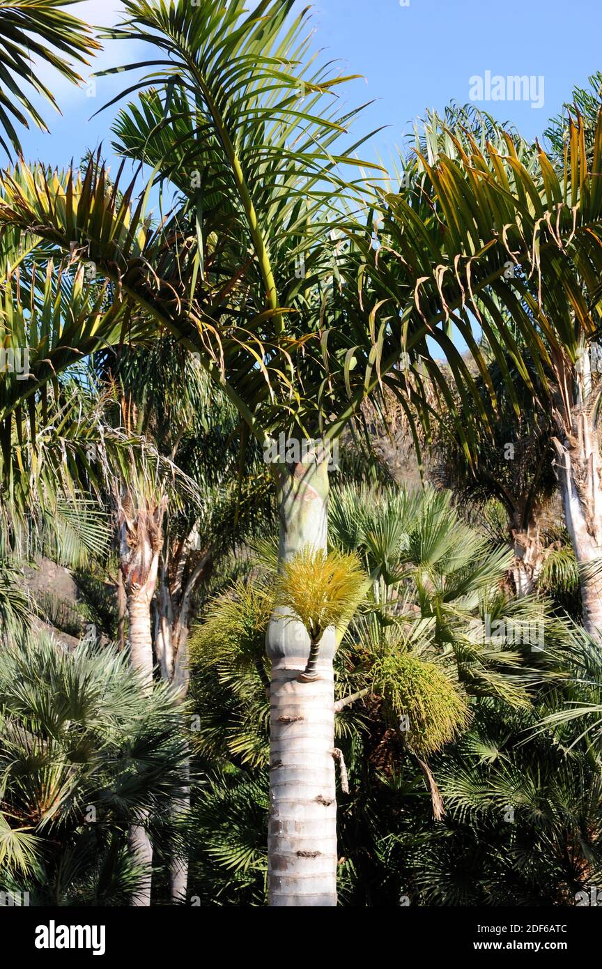 Palmiste (Roystonea oleracea) ist eine Palme aus Kolumbien, Venezuela und den karibischen Inseln. Angiospermen. Arecaceae. Stockfoto