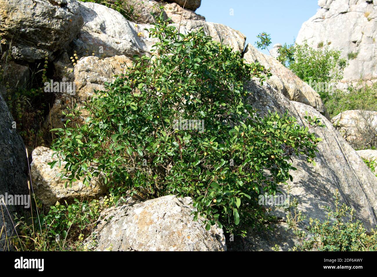 Terebinth oder Terpentinbaum (Pistacia terebinthus) ist ein kleiner Laubbaum, der im Mittelmeerraum und auf den Kanarischen Inseln beheimatet ist. Angiospermen. Stockfoto