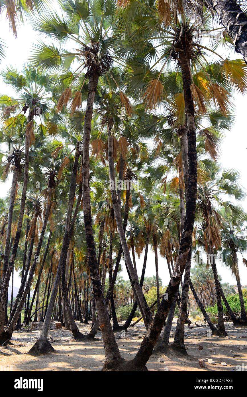 Echte Fächerpalme oder Makalani-Palme (Hyphaene petersiana) ist eine Dioicous-Palme, die im südlichen Zentralafrika beheimatet ist. Angiospermen. Arecaceae. Epupa, Namibia. Stockfoto