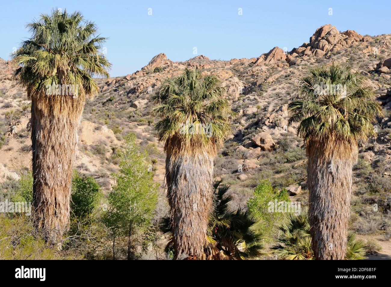 Kalifornische Fächerpalme oder Wüstenfächerpalme (Washingtonia filifera) ist eine Palme, die im Südwesten der USA und in Baja California (Mexiko) beheimatet ist. Ist weit verbreitet Stockfoto