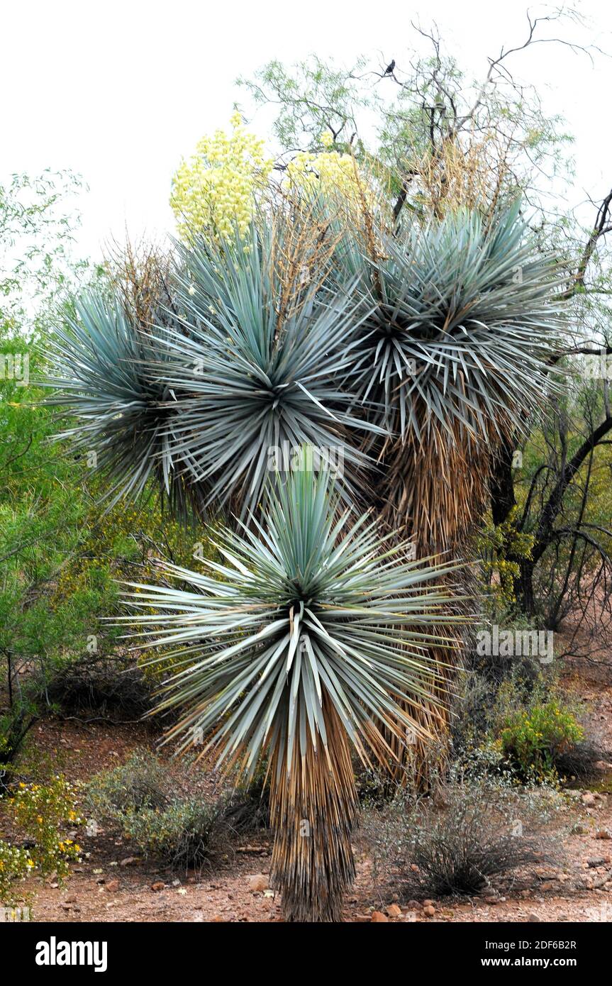 Blauer Yucca (Yucca rigida oder Yucca luminosa) ist ein Strauch, der im Südwesten der USA beheimatet ist. Angiospermen. Asparagaceae. Phoenix Botanical Gardens, Arizona, USA. Stockfoto