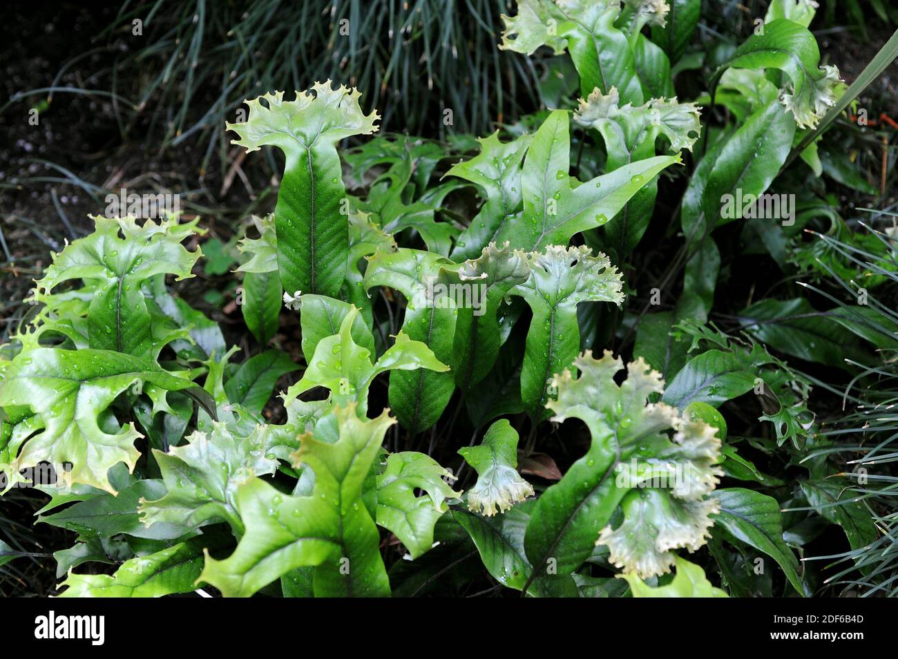 Pyrrosia lingua cristata ist ein ornamentaler epiphytischer Farn aus Asien. Pteridophyta. Polypodiaceae. Dieses Foto wurde in einem Garten aufgenommen. Stockfoto