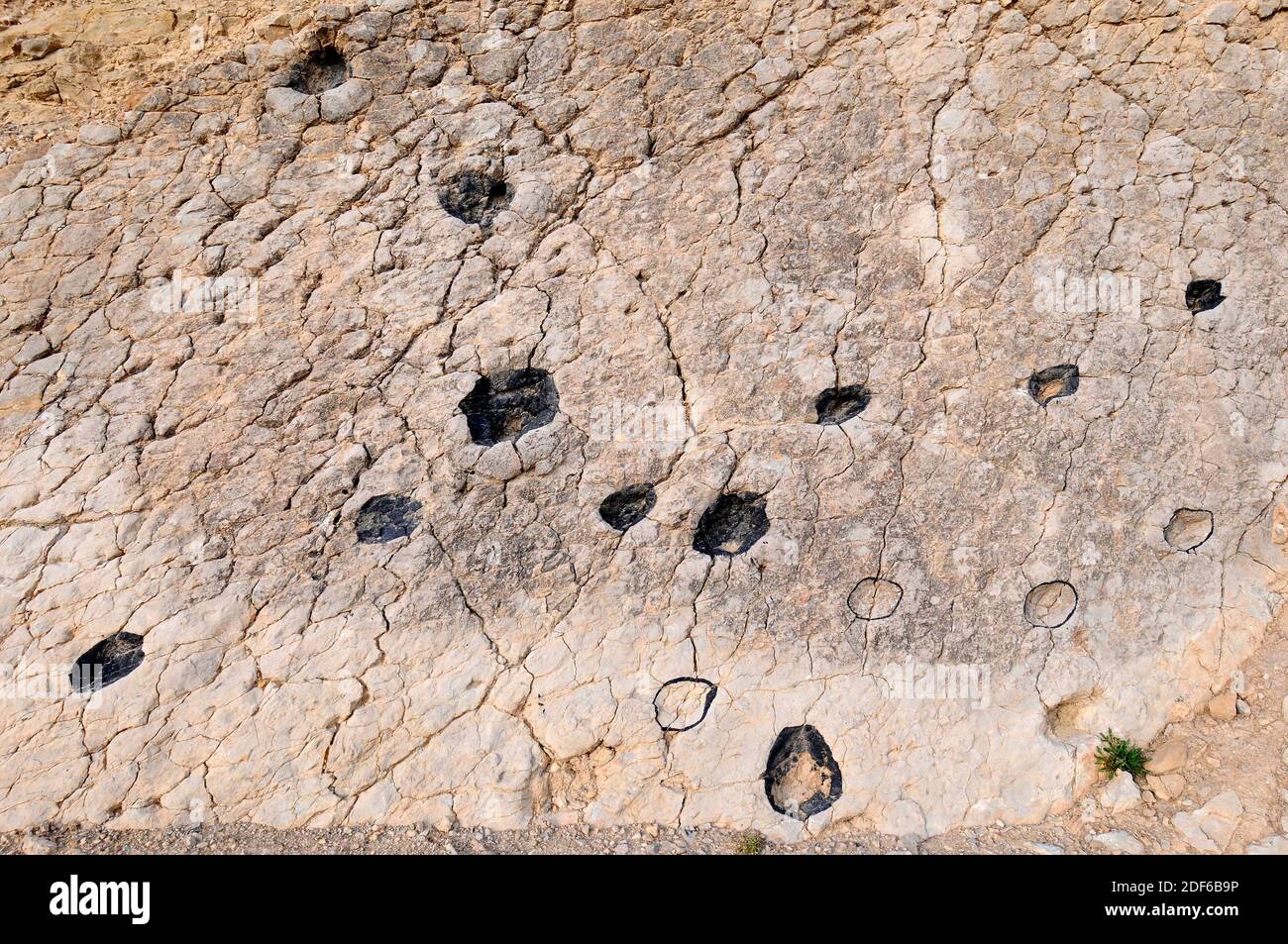 Ichnofossilien oder Spuren Fossilien von Artiodaktyle Säugetiere Fußabdrücke. Diese paläontologische Stätte (La Fondota) befindet sich in Abiago, Huesca, Aragon, Spanien. Stockfoto