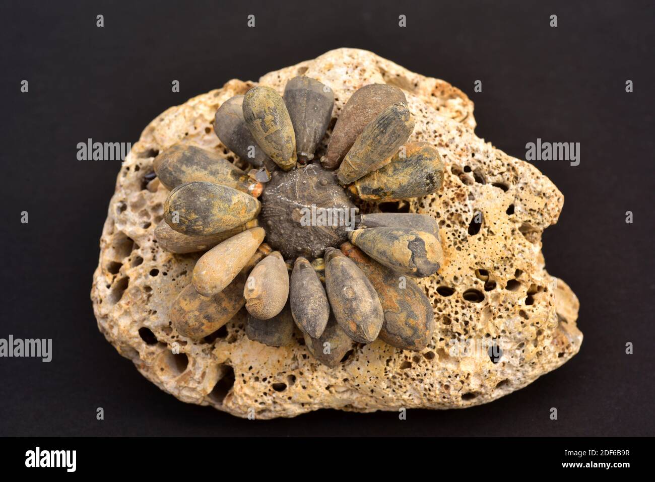 Rekonstituiertes Fossil von Hemicidaris sp. Echinoid, das einen Teil der Jurazeit und Kreidezeit bewohnte. Stockfoto