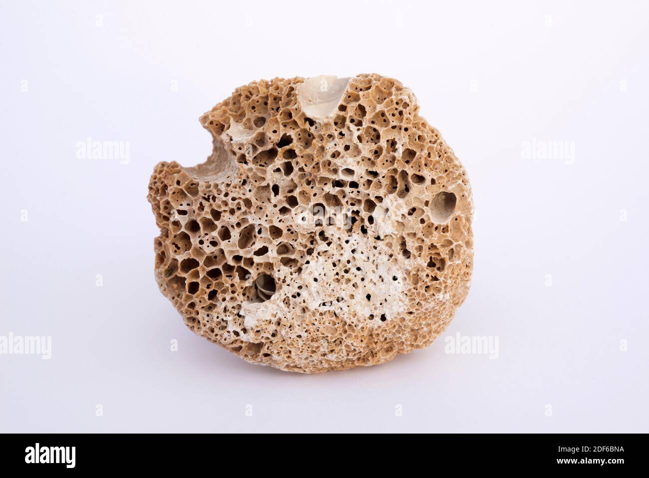 Bioerosion eines kalkhaltigen Gesteins für Muscheln. Bioerosion ist ein chemischer Prozess, der von lebenden Organismen verursacht wird. Die Probe stammt aus Portitxol, Stockfoto