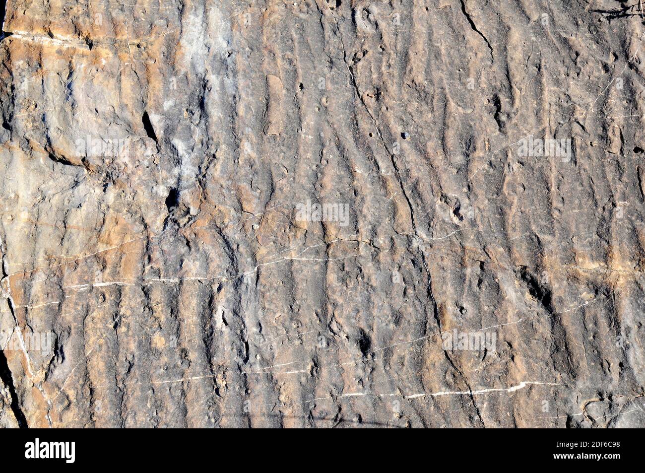 Welligkeitsmarkierungen sind sedimentäre Strukturen, die auf eine Erregung durch Wasser hinweisen. Dieses Foto wurde in Isona, Lleida, Katalonien, Spanien aufgenommen. Stockfoto