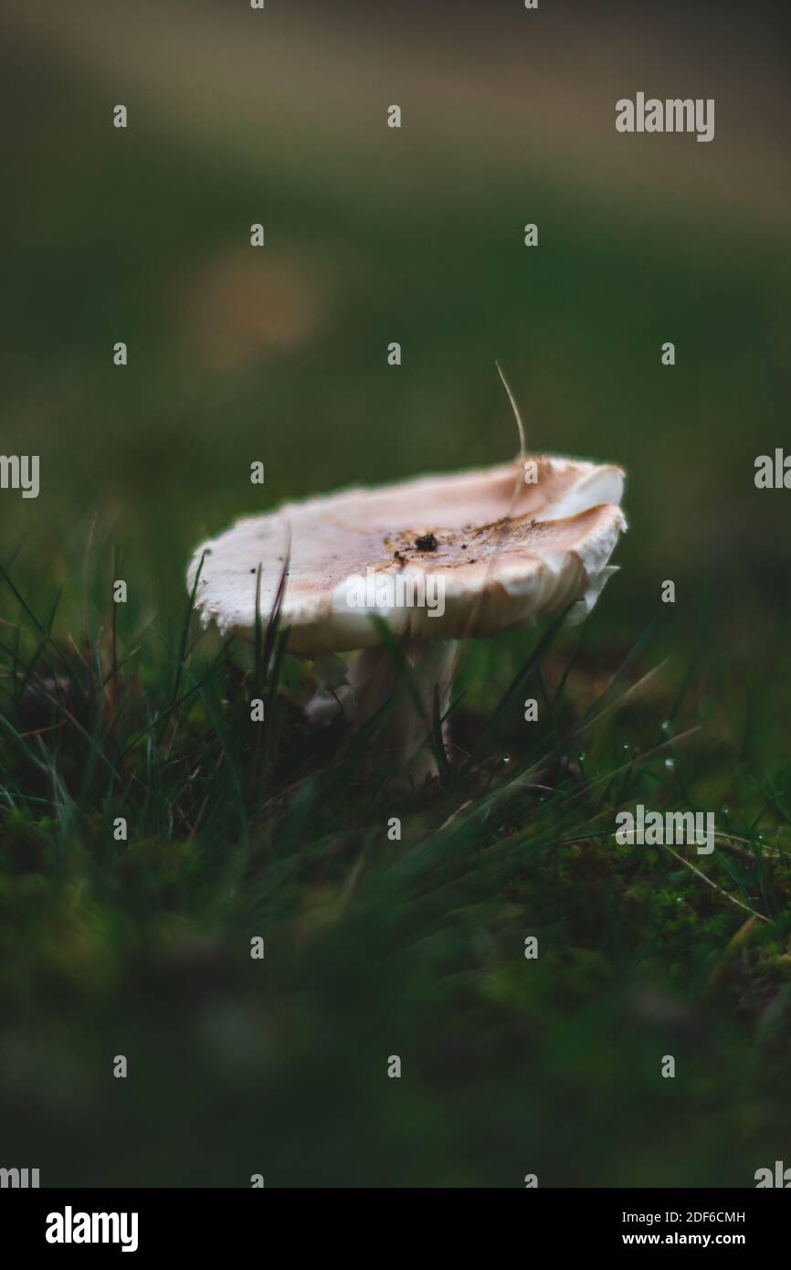 Kleiner Weißer Pilz im Gras, Herbst Stockfoto