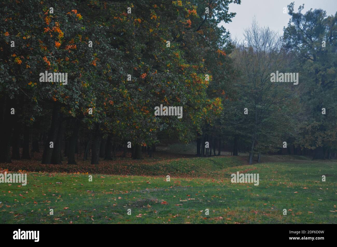 Eichenwald, bunte Natur Herbst, Nebel Stockfoto