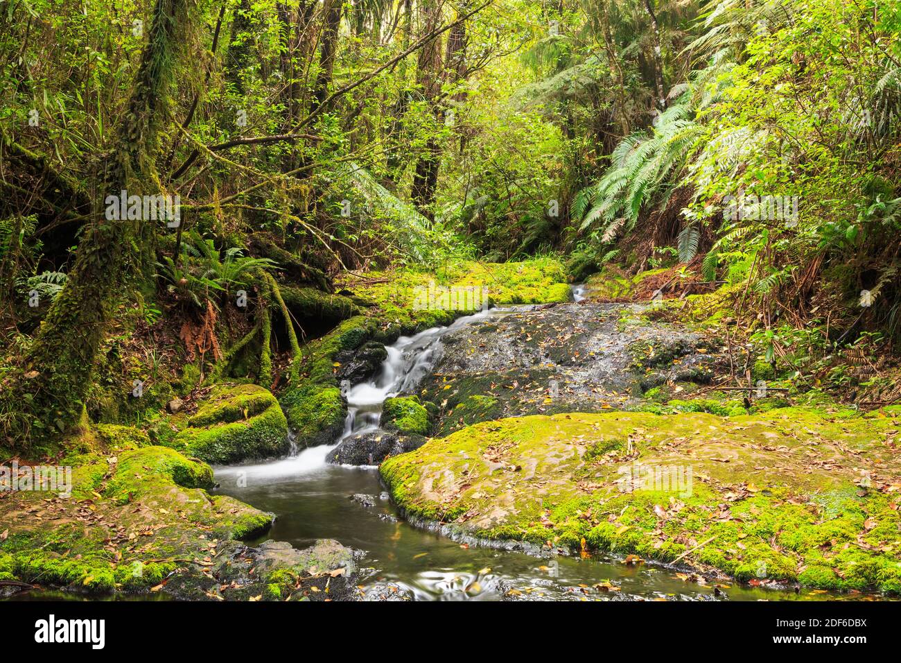 Neuseeland regenwald -Fotos und -Bildmaterial in hoher Auflösung – Alamy
