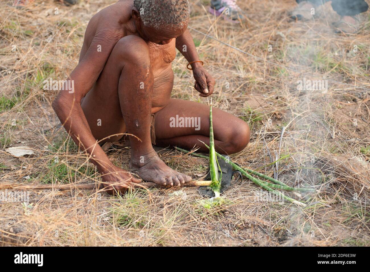 San- oder Bushman-Mann, der Sisalfasern extrahiert. Tsumkwe, Otjozondjupa, Kalahari, Namibia. Stockfoto