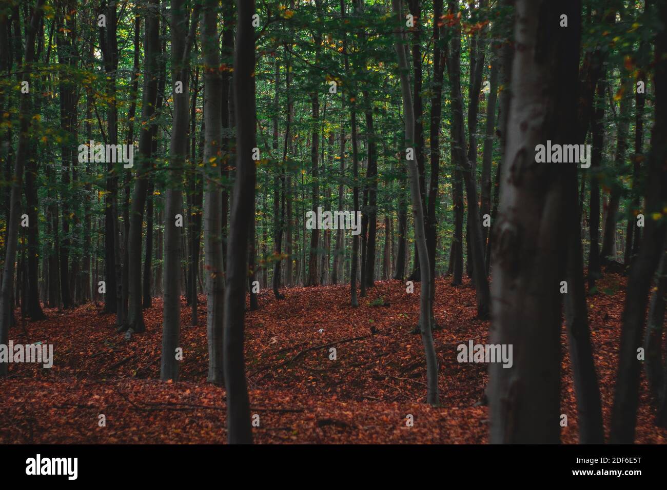 Eichenwald, bunte Natur Herbst, Nebel Stockfoto