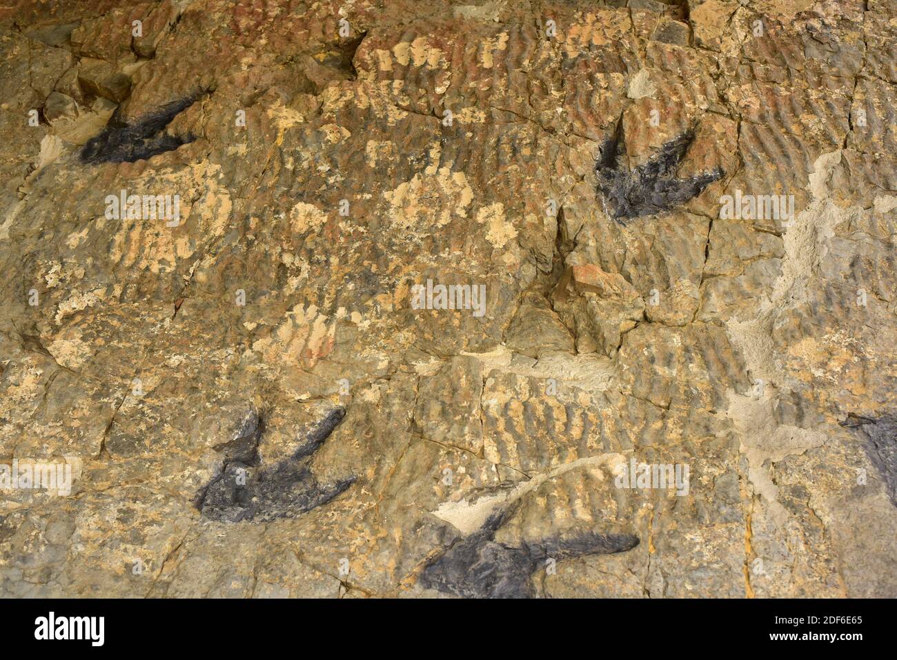 Ichniten oder versteinerte Fußabdrücke von Dinosauriern und Rippelspuren. Los Cayos, Cornago, La Rioja, Spanien. Stockfoto
