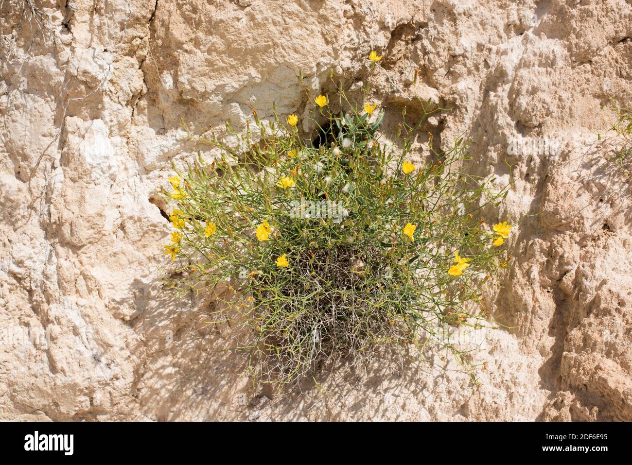 Launaea lanifera ist eine mehrjährige Pflanze, die im Südosten Spaniens, Nordafrika und der Arabischen Halbinsel endemisch ist. Plantae. Asteraceae. Dieses Foto wurde aufgenommen in Stockfoto