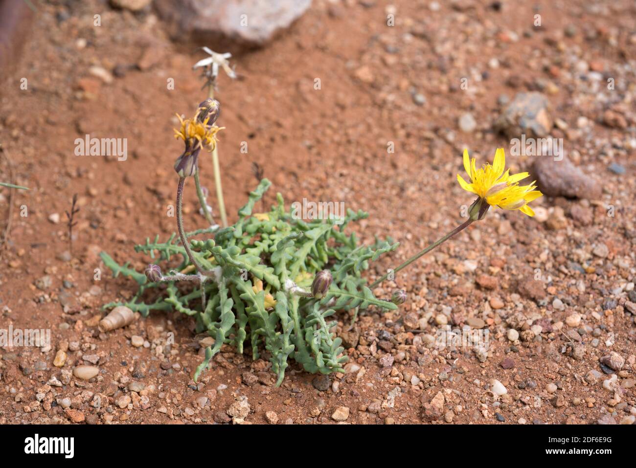 Sonchus pustulatus ist eine mehrjährige Pflanze, die in Almeria und Nordafrika endemisch ist. Magnoliophyta. Asteraceae. Dieses Foto wurde in Cabo de Gata Natural aufgenommen Stockfoto