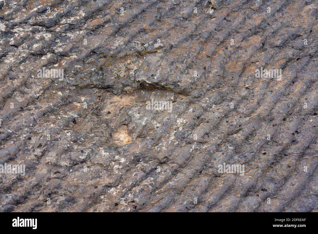 Ichniten oder versteinerte Fußabdrücke von Dinosauriern und Rippelspuren. Valdecevillo, Enciso, La Rioja, Spanien. Stockfoto
