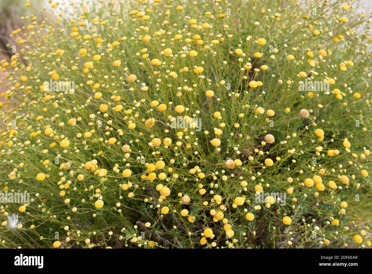 Santolina viscosa ist eine mehrjährige Pflanze, die in Südostspanien endemisch ist. Magnoliophyta. Asteraceae. Dieses Foto wurde in Sorbas, Almeria, Spanien aufgenommen. Stockfoto