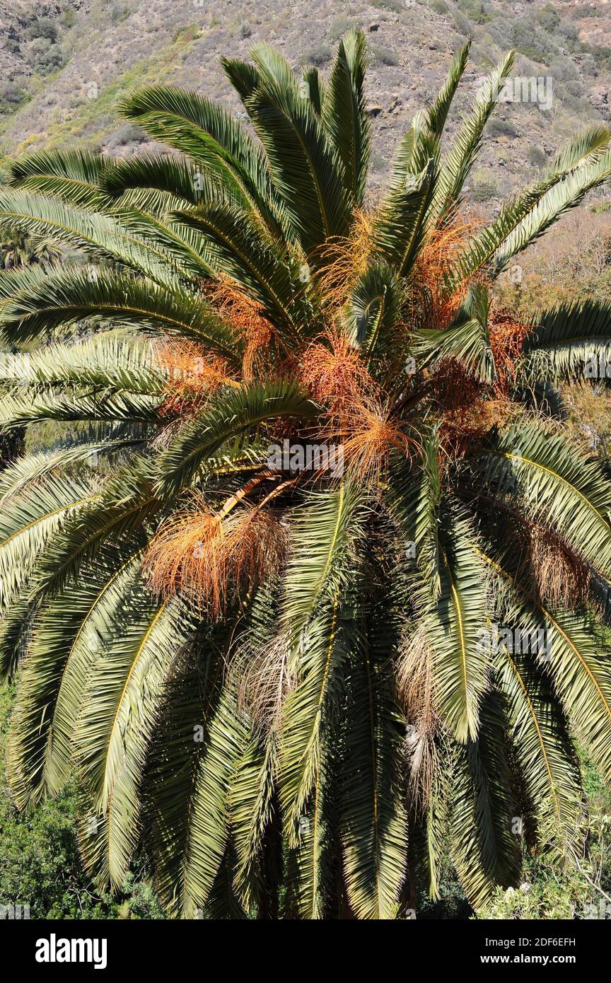 Palma oder palmera canaria (Phoenix canariensis) ist eine endemische Pflanze und Symbol der Kanarischen Inseln. Stockfoto