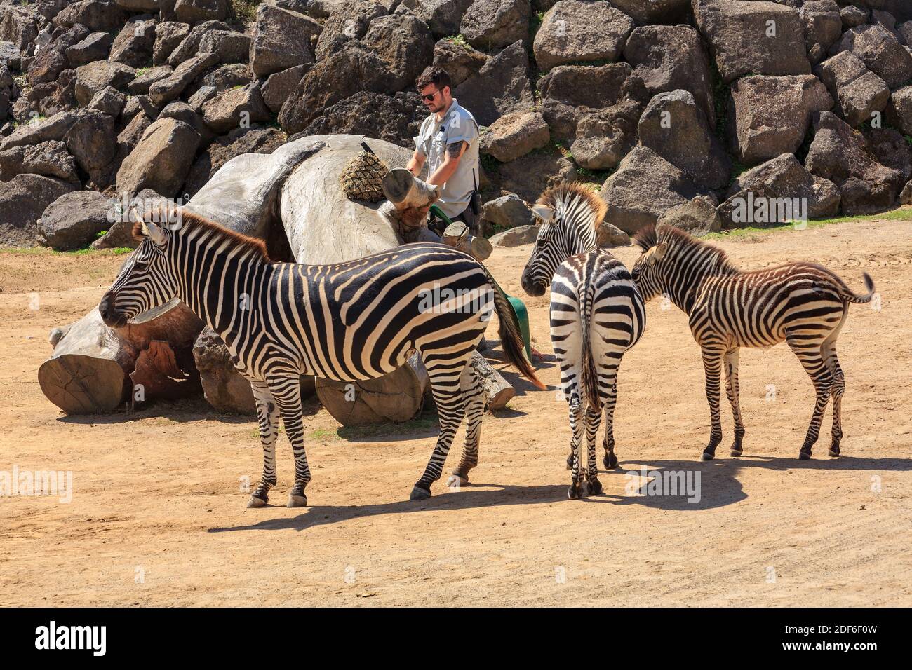 Ein Zookeeper in einem Gehege mit einer Familie von Zebras. Auckland Zoo, Auckland, Neuseeland Stockfoto