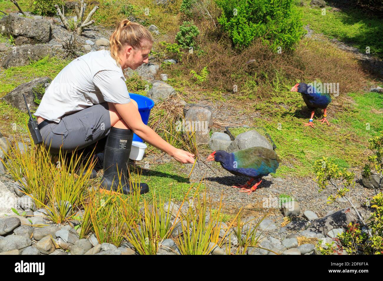 Ein Zookeeper füttert zwei Takahe, bedrohte flugunfreie Vögel nur in Neuseeland gefunden. Auckland Zoo Stockfoto