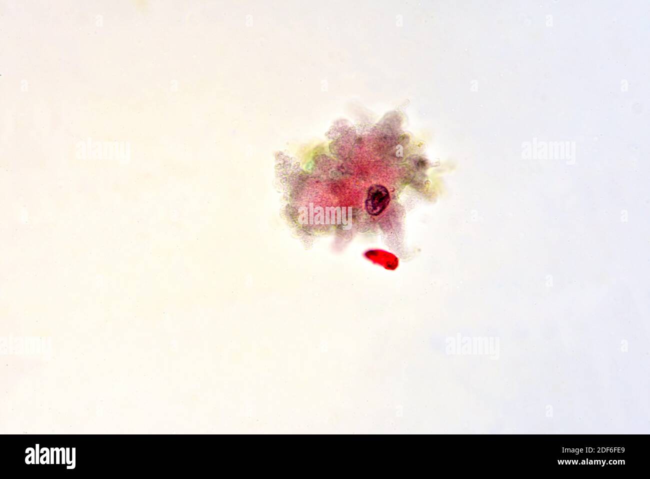 AmöbaProteus ist ein Protozoon, das seine Pseudopodien nutzt, um