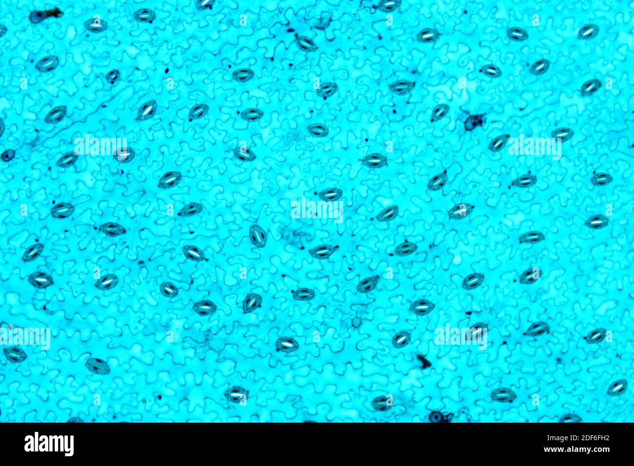 Stoma epidermis Fotos und Bildmaterial in hoher Auflösung Alamy