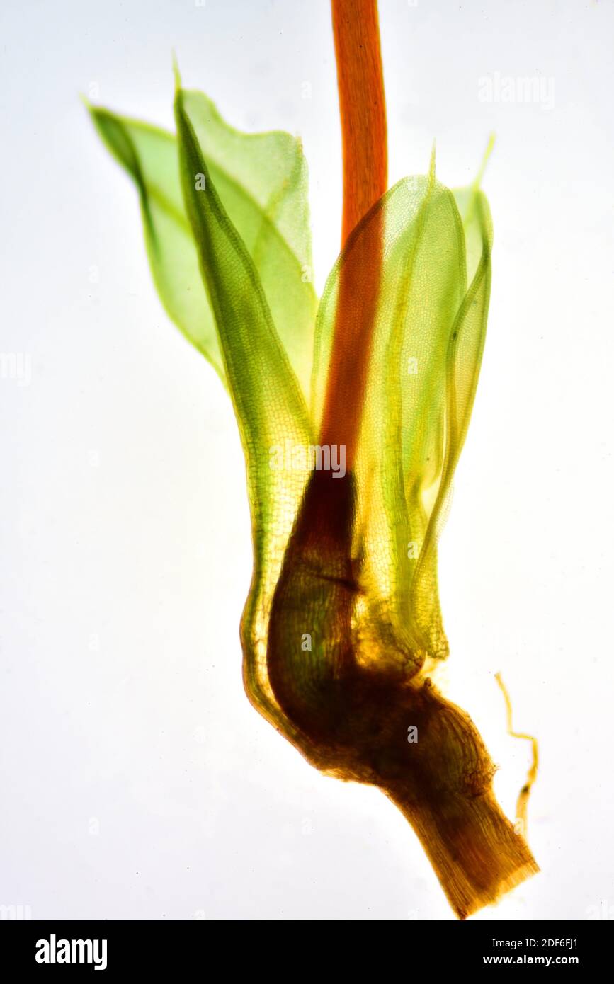 Moos, Blätter und Stängel. Optisches Mikroskop X40. Stockfoto