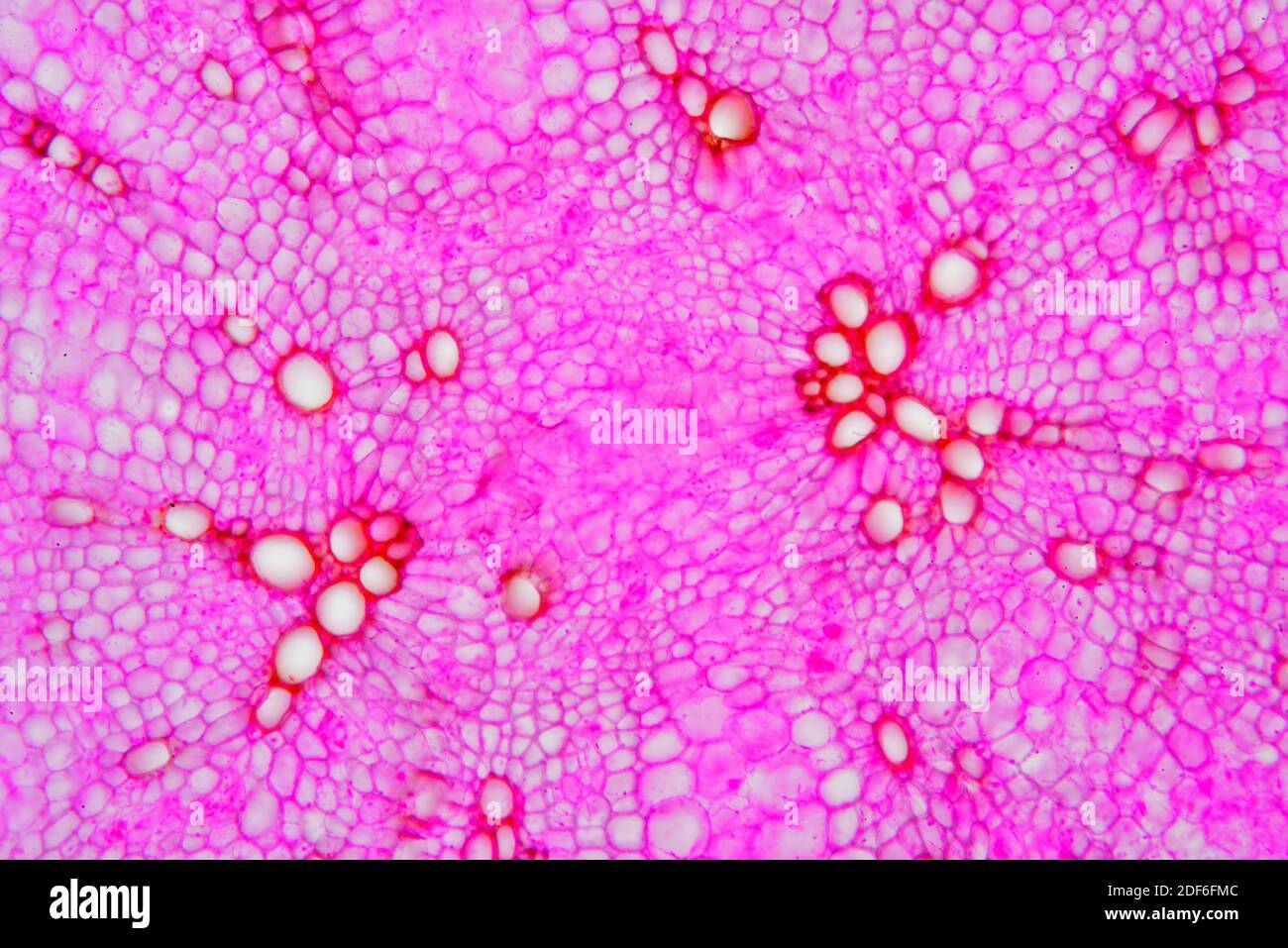 Eudicot Wurzel, Querschnitt. Optisches Mikroskop X100. Stockfoto