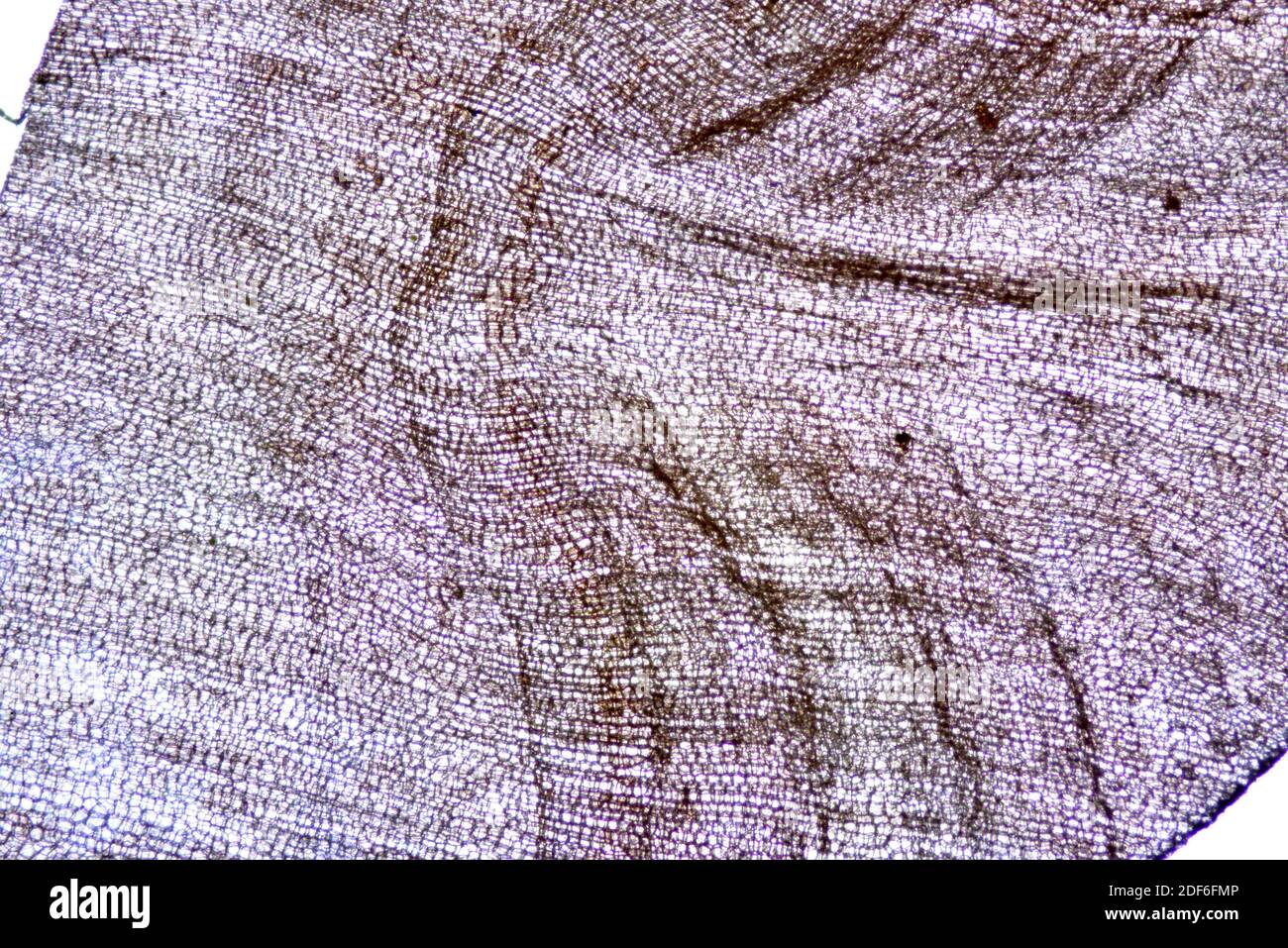 Cork von Quercus suber. Optisches Mikroskop X40. Stockfoto