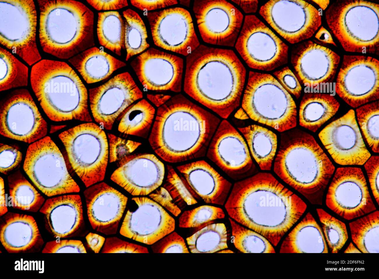 Plasmodesmata. Optisches Mikroskop X400. Stockfoto
