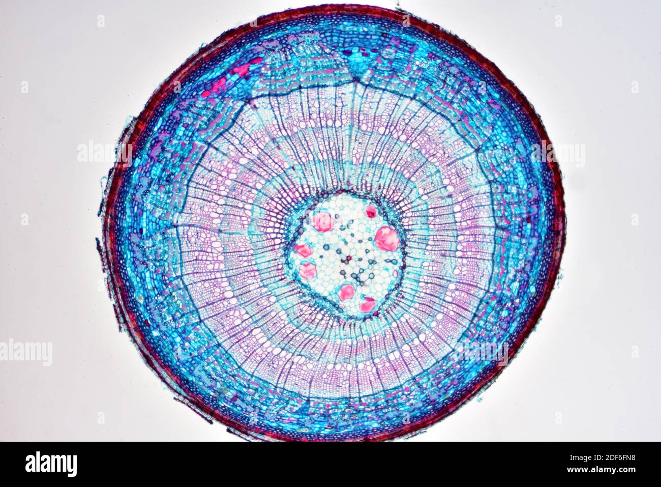 Eudicot-Stamm (Ranunculus sp. ) Zeigt Epidermis, Collenchym, Kortex, Parenchym, Pith, Phloem und Xylem. Optisches Mikroskop X40. Stockfoto