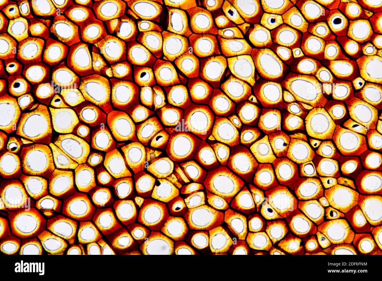 Plasmodesmata. Optisches Mikroskop X200. Stockfoto