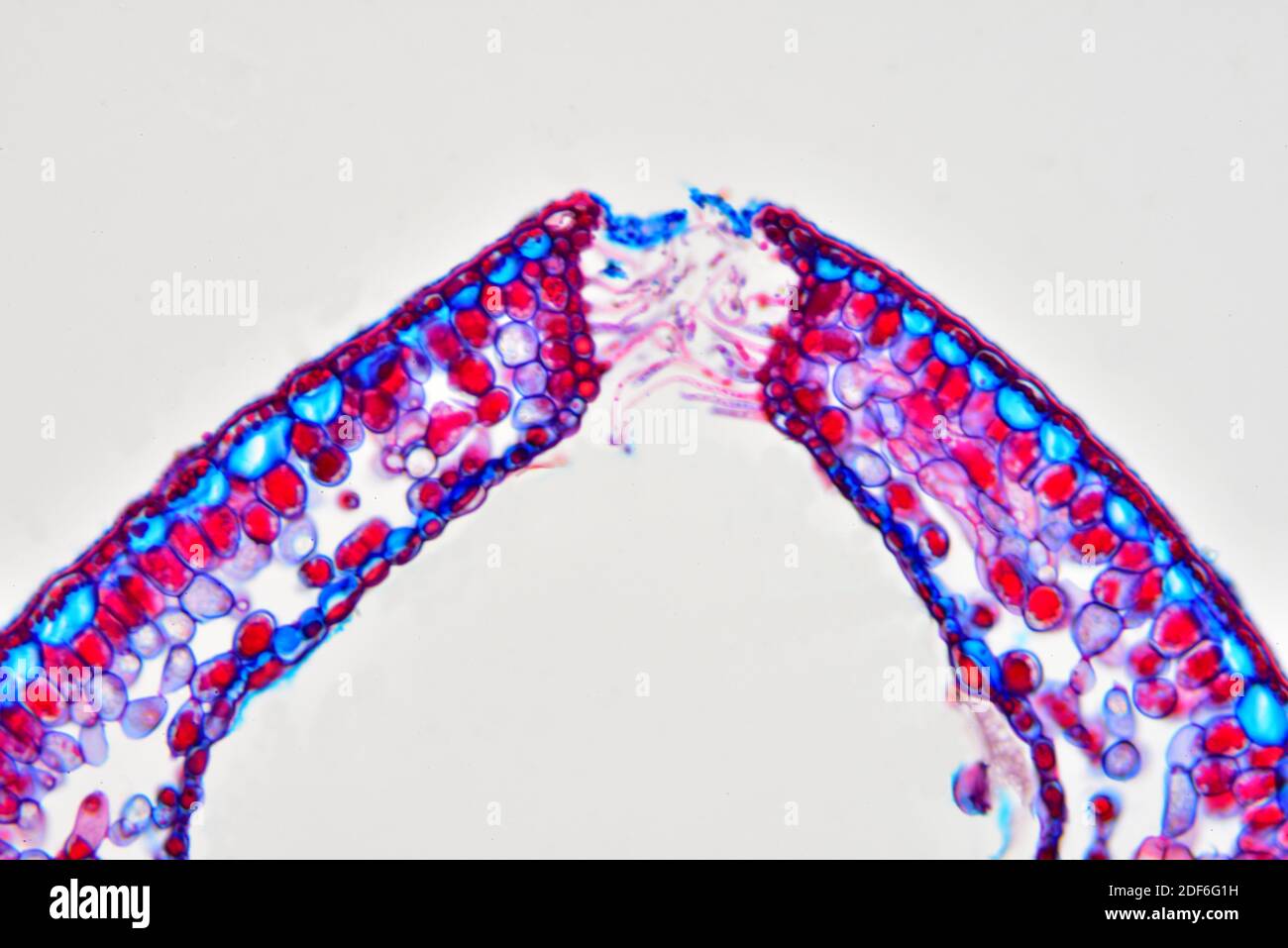 Gerolltes Blatt von Calluna vulgaris mit versunkenen Stomata. Optisches Mikroskop X200. Stockfoto