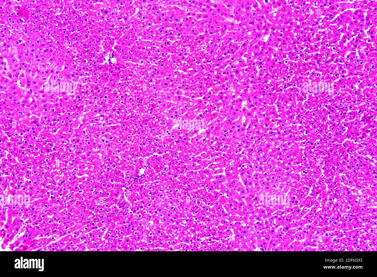 Menschliche gesunde oder normale Leber mit Hepatozyten. Optisches Mikroskop X100. Stockfoto