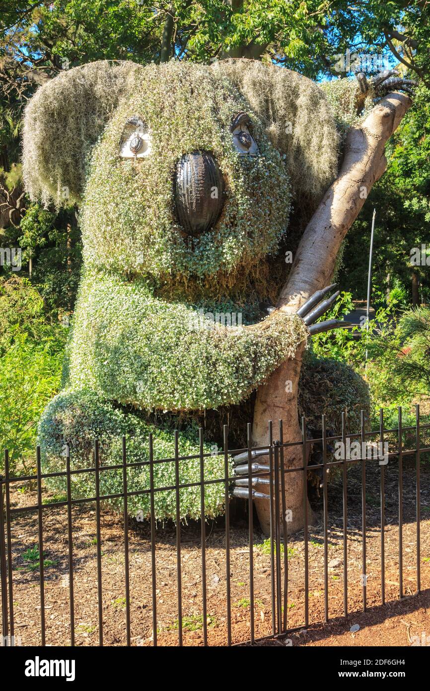 Eine Skulptur eines Koalas aus Pflanzen im Royal Botanic Garden, Sydney, Australien Stockfoto