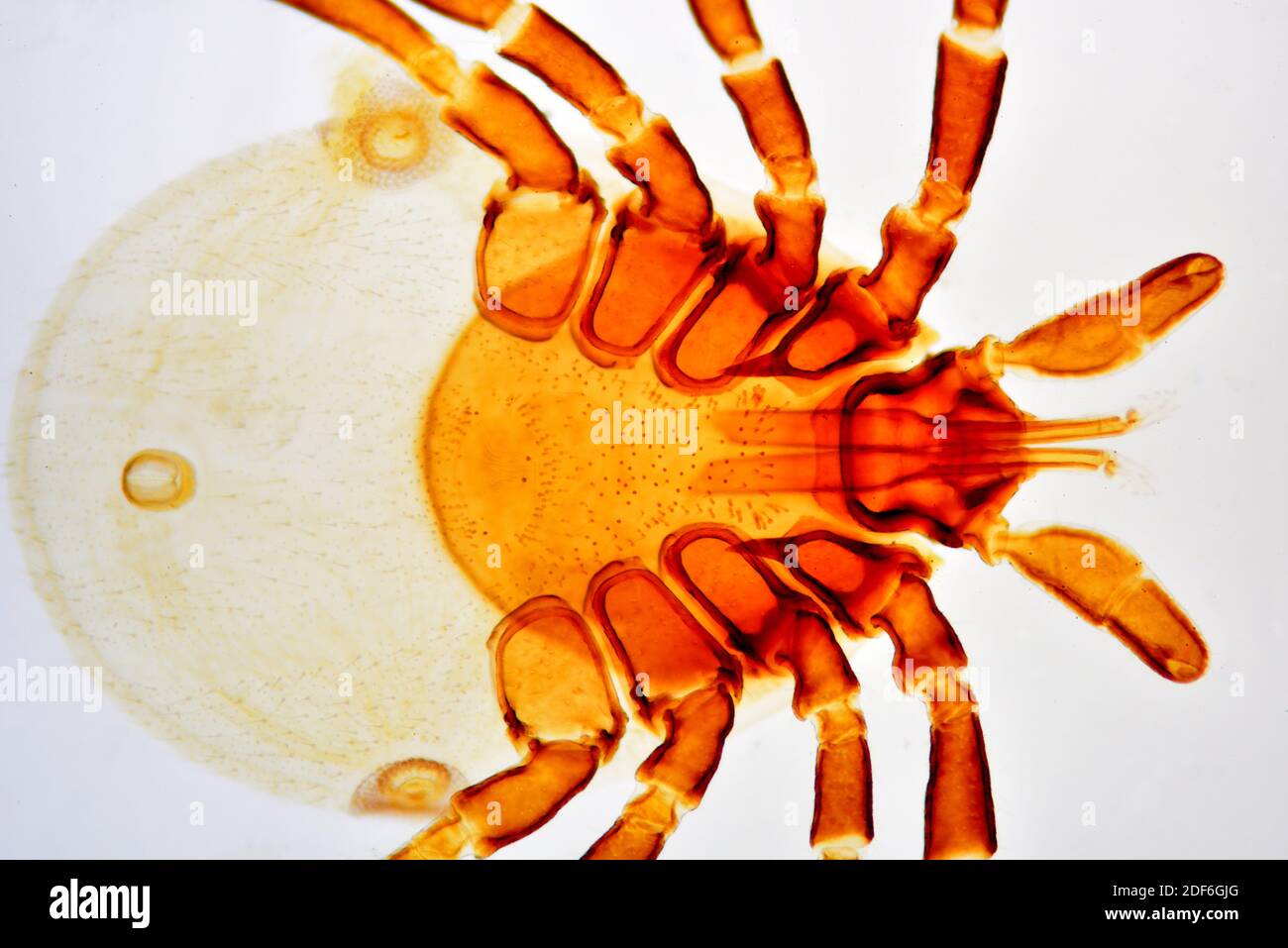 Tick (Ixodes sp. ). Optisches Mikroskop X40. Stockfoto