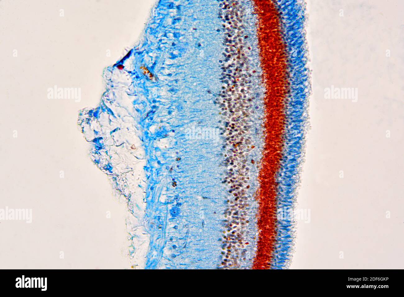 Katzenauge Netzhaut zeigt Zapfen und Stäbe. Optisches Mikroskop X200. Stockfoto