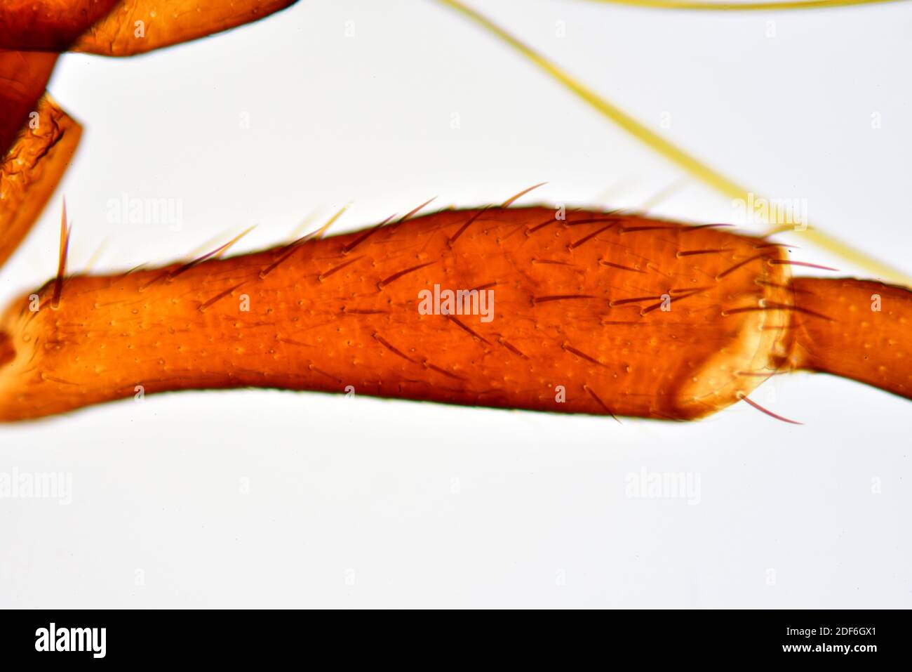 Oberschenkelknochen (Pyrrhocoris apterus). Optisches Mikroskop X100. Stockfoto