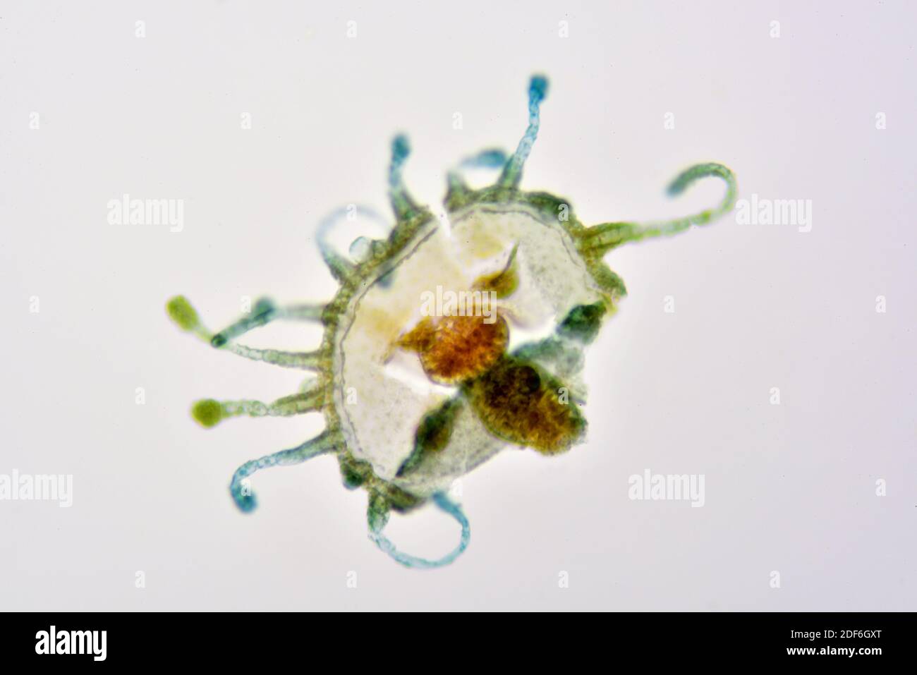 Meerpelz (Obelia sp.) medusa Bühne. Optisches Mikroskop X200. Stockfoto