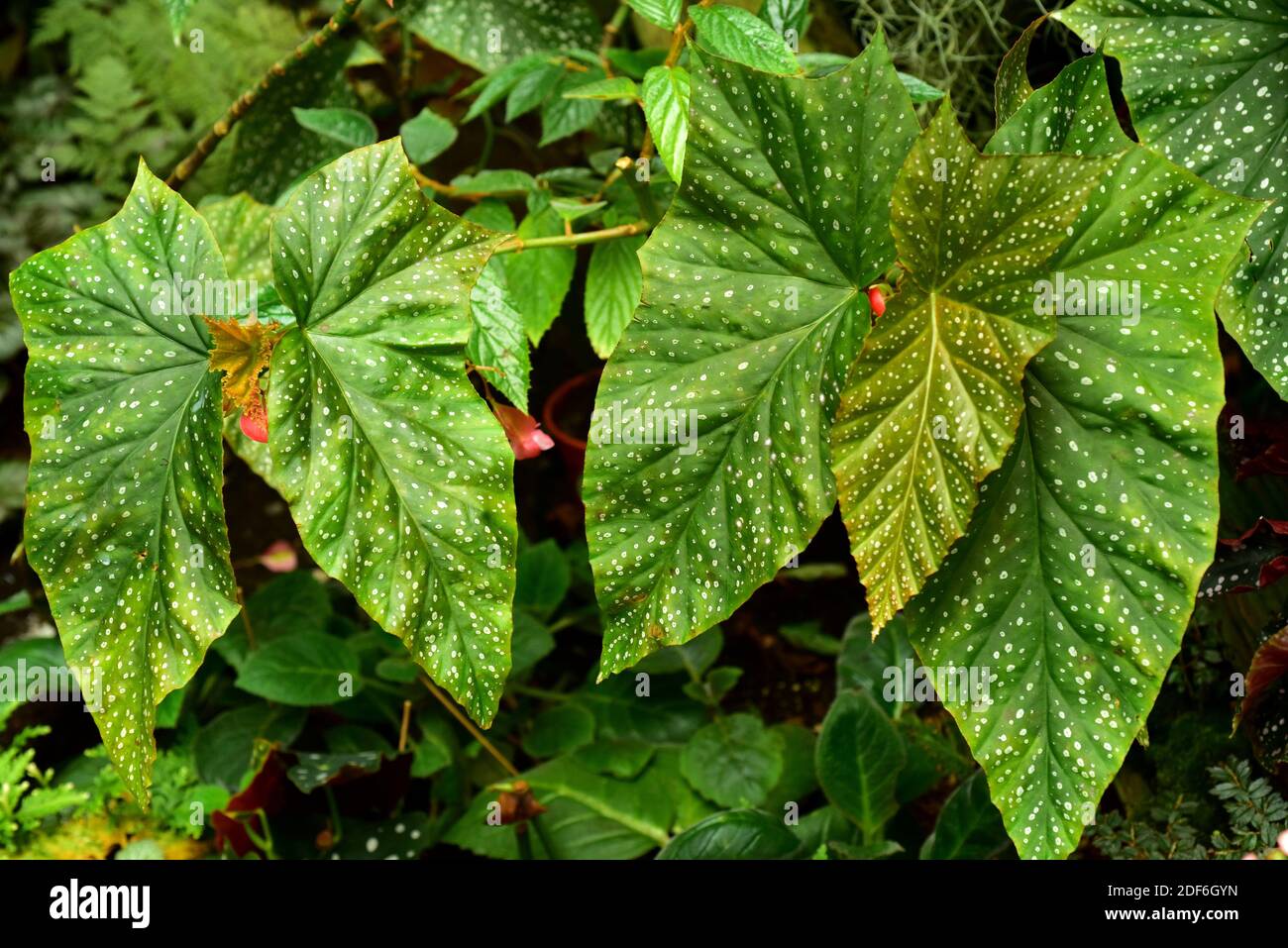 Begonia (Begonia coccinea) ist eine Zierpflanze mit sehr schönen Blättern. Stockfoto