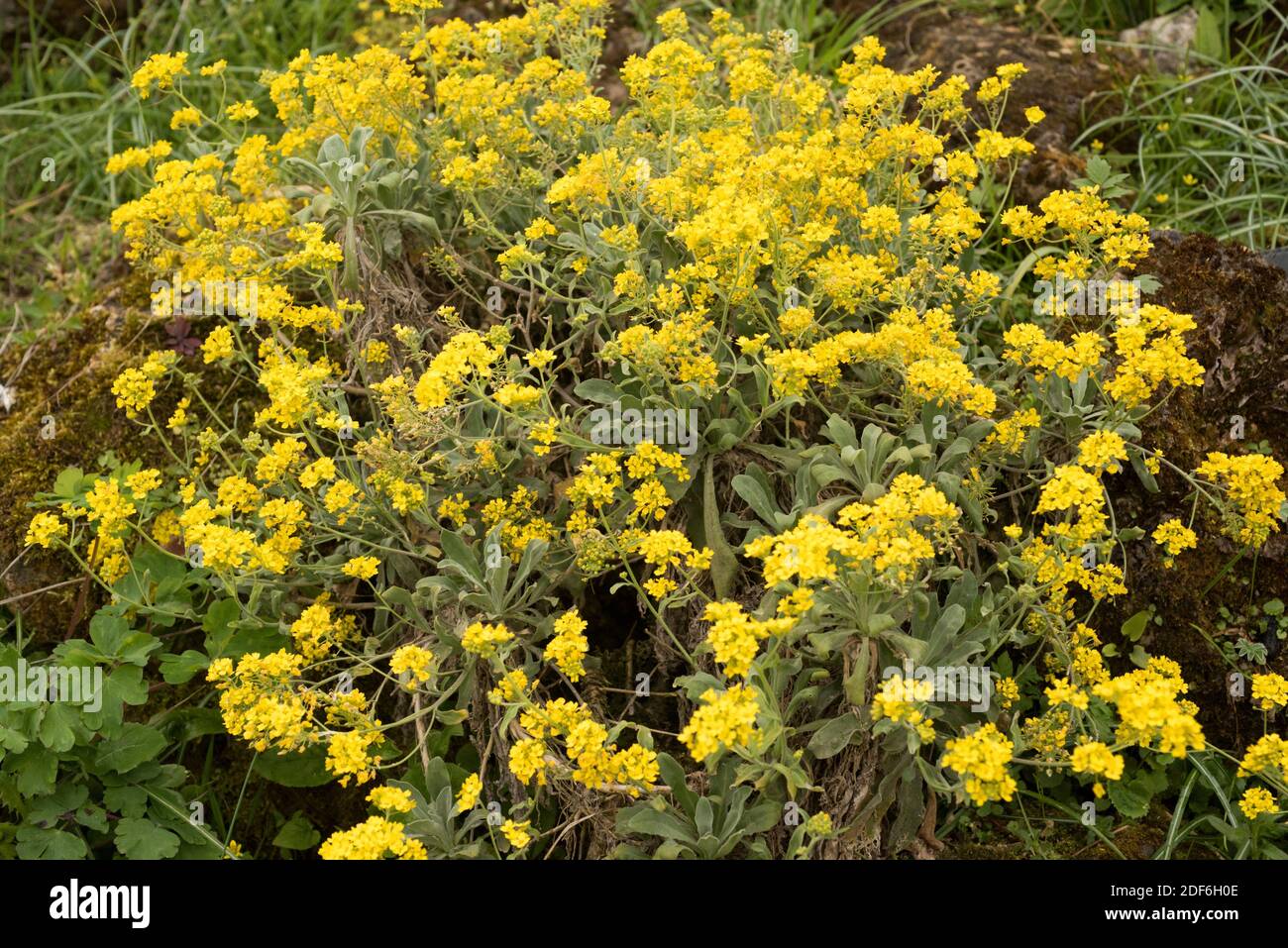 Der Goldkorb (Aurinia saxatilis) ist eine mehrjährige Zierpflanze der Brassicaceae. Stockfoto