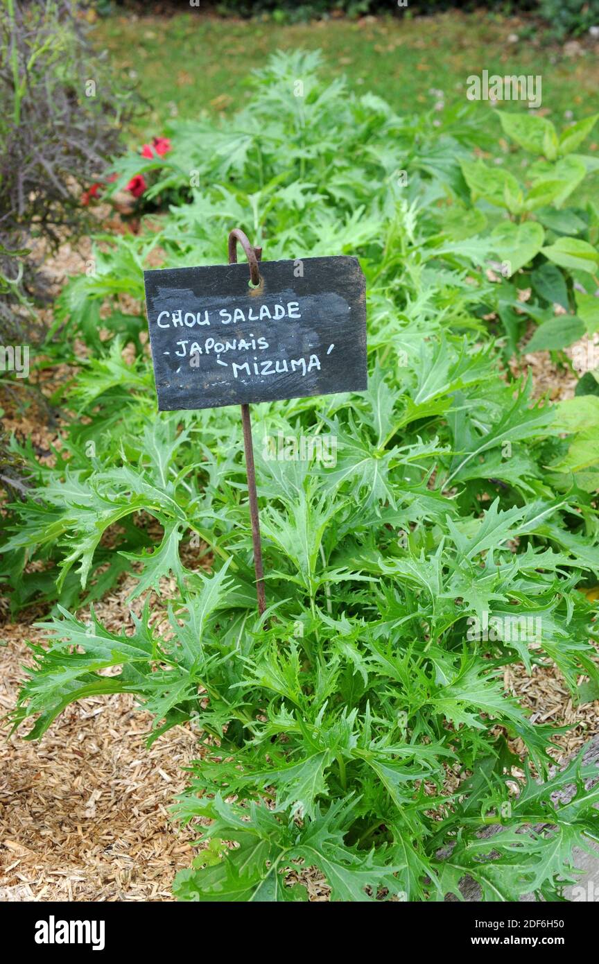 Mizuna oder japanischer Senf (Brassica rapa nipposinica) ist eine essbare Pflanze, die für ihre Blätter angebaut wird. Stockfoto