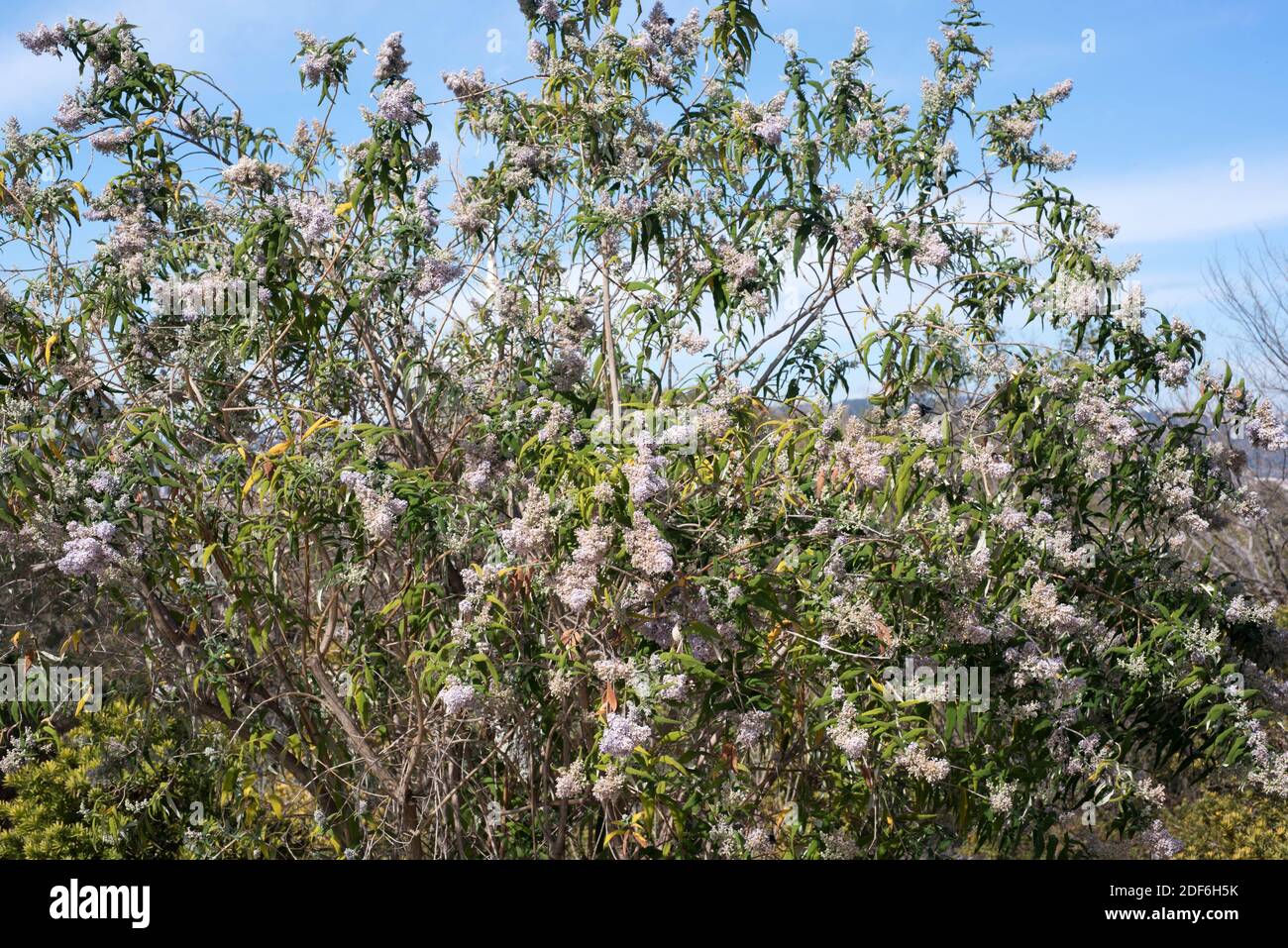 Salbei Busch oder Sagewood (Buddleja salviifolia) ist ein Strauch, der im östlichen Afrika endemisch ist. Stockfoto