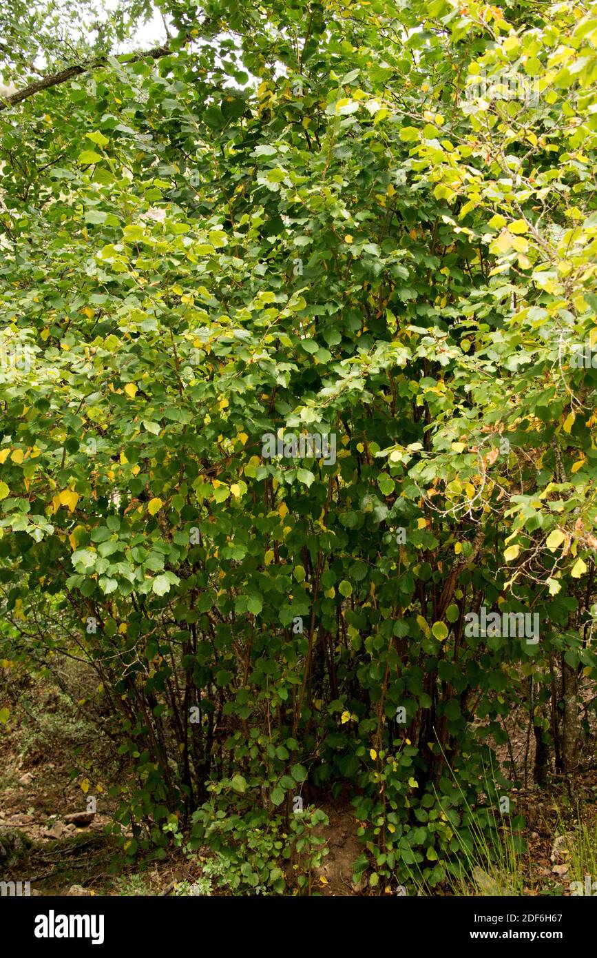 Haselstrauch Stockfotos Und Bilder Kaufen Alamy