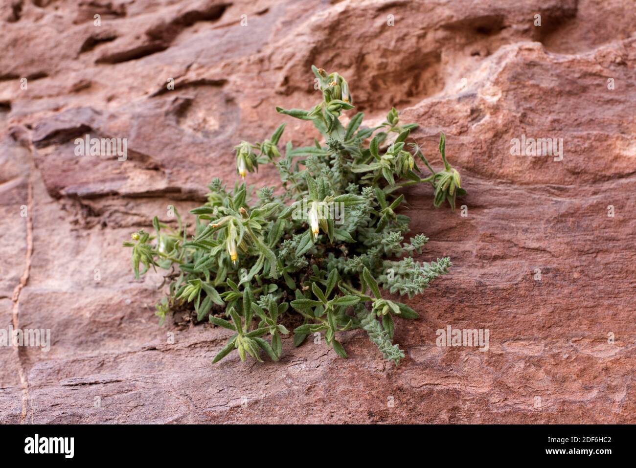 Der goldene Tropfen (Podonosma orientalis oder Onosma orientalis) ist ein mehrjähriges Kraut, das auf Felsen und Spalten wächst. Dieses Foto wurde in Petra, Jordanien, aufgenommen. Stockfoto