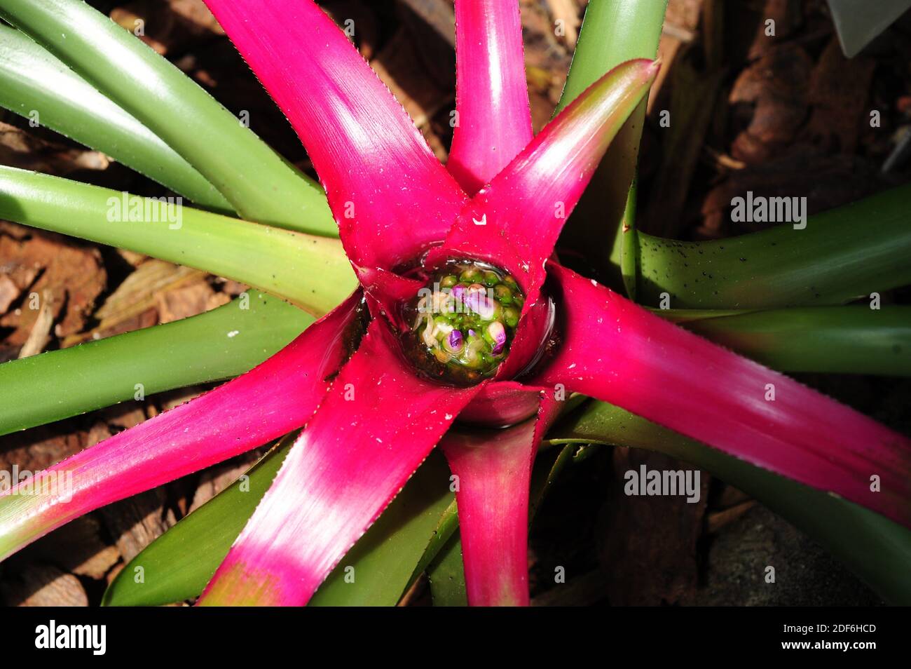 Nidularium sp. Ist eine Gattung von Zierpflanzen, die in den Regenwäldern Südamerikas beheimatete sind. Stockfoto